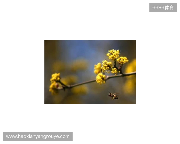 布达佩斯Major第一阶段：战舰轰鸣！FaZe 2-1 RED Canids